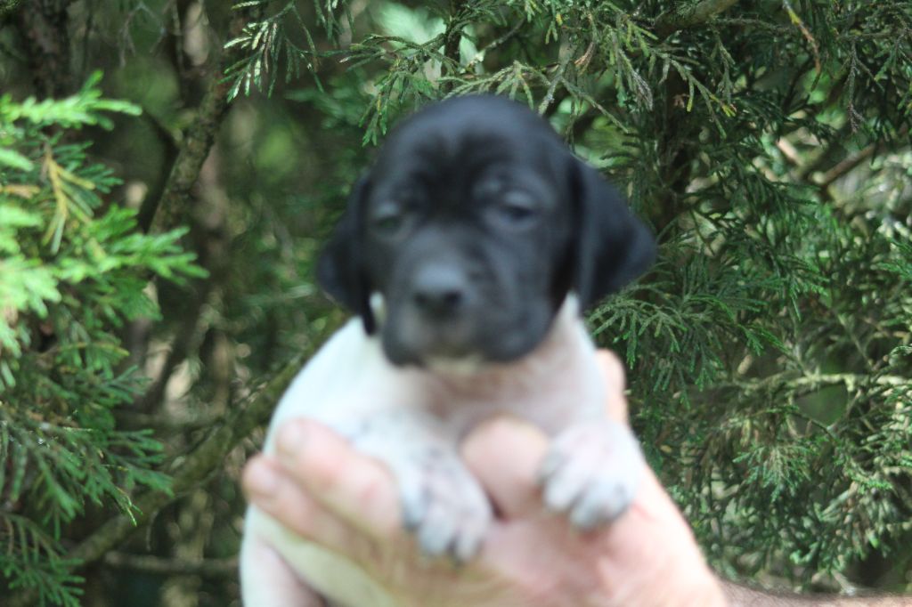 du reve d'alice - Chiots disponibles - Pointer