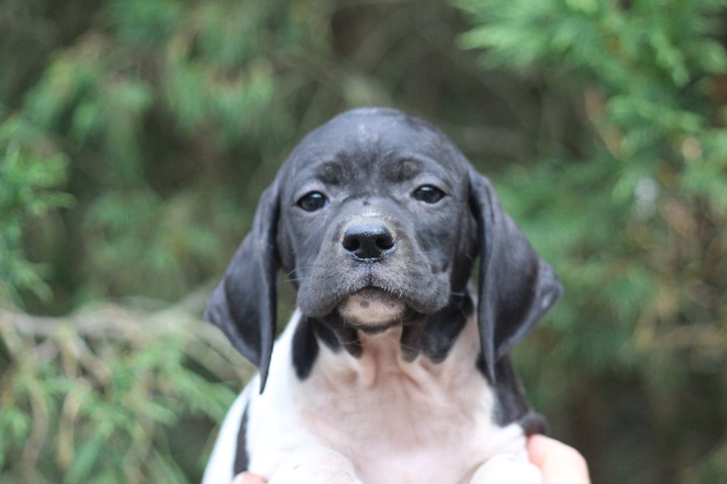du reve d'alice - Chiots disponibles - Pointer