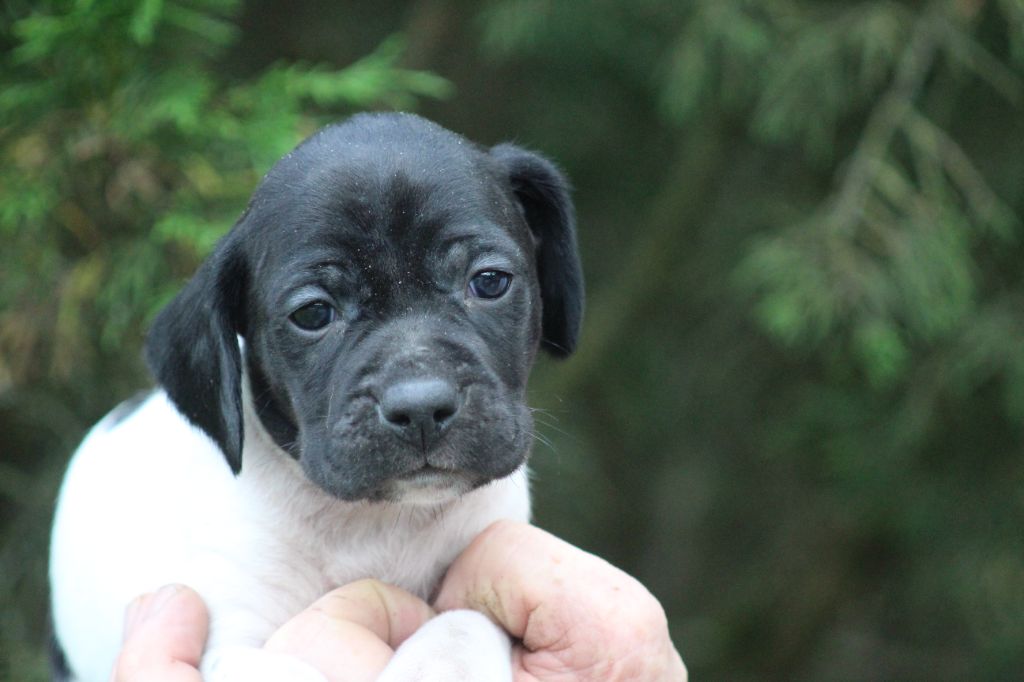 du reve d'alice - Chiots disponibles - Pointer