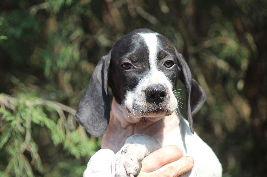 du reve d'alice - Chiots disponibles - Pointer