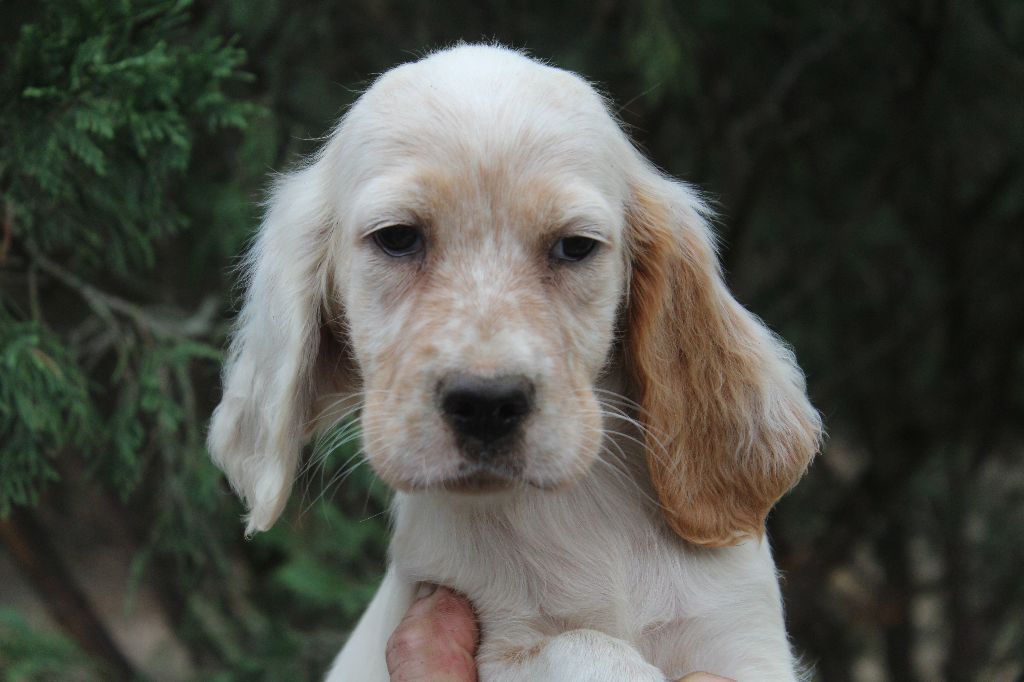 du reve d'alice - Chiots disponibles - Setter Anglais