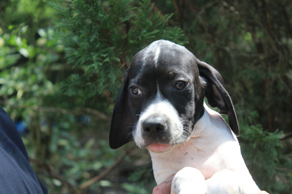 CHIOT 3