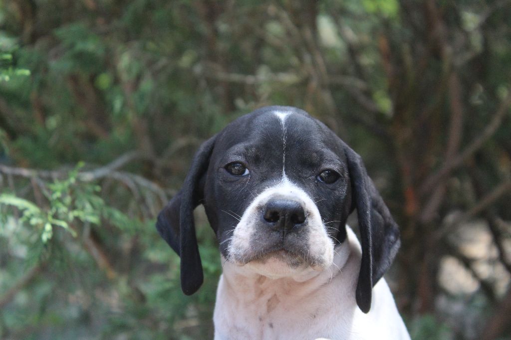 du reve d'alice - Chiots disponibles - Pointer
