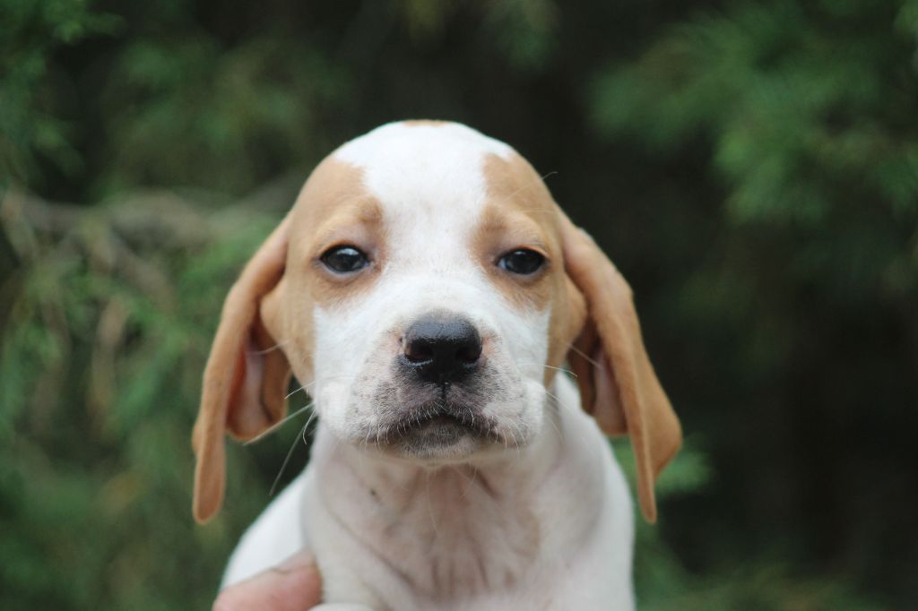 du reve d'alice - Chiots disponibles - Pointer