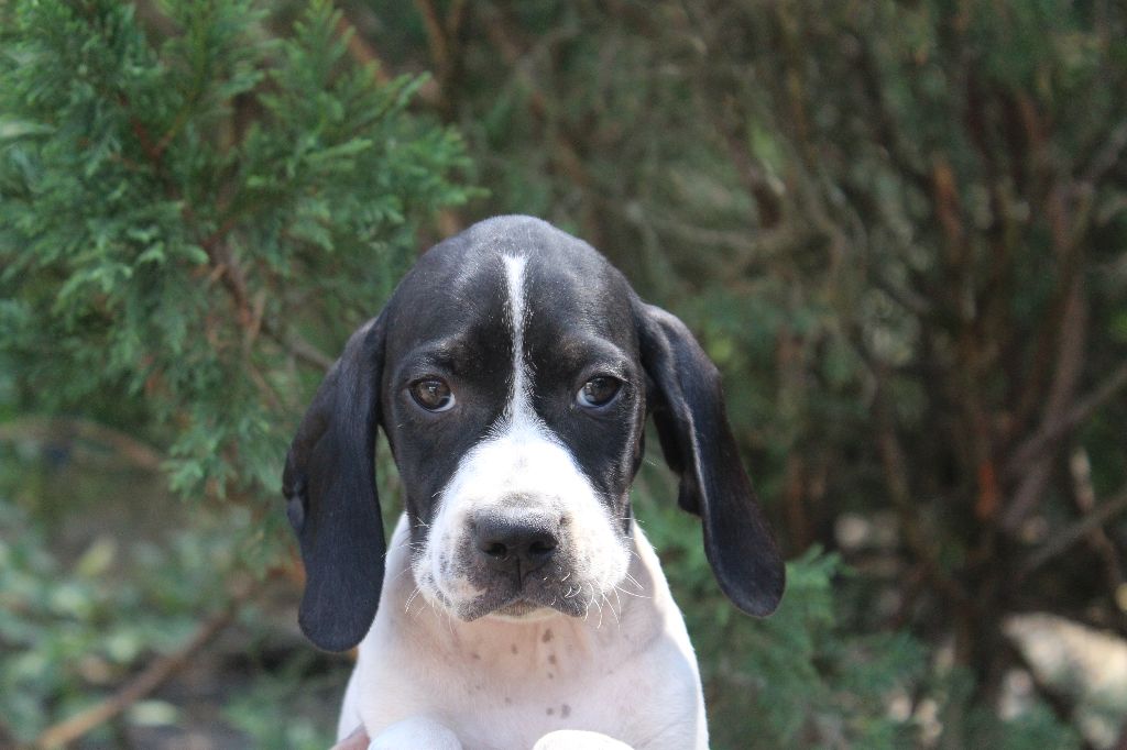 CHIOT 2