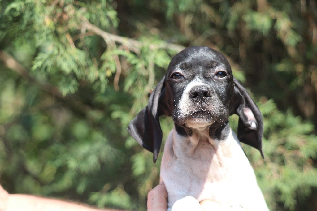 du reve d'alice - Chiots disponibles - Pointer